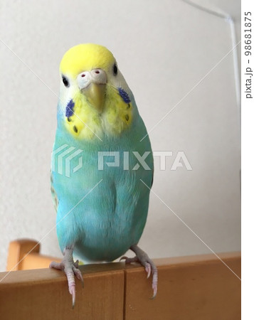 正面向きのセキセイインコの写真素材 [98681875] - PIXTA
