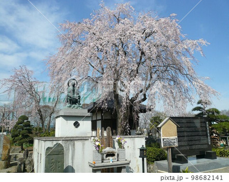 常楽寺の桜 (埼玉県川越市) 常楽寺の桜 (埼玉県川越市) 98682141
