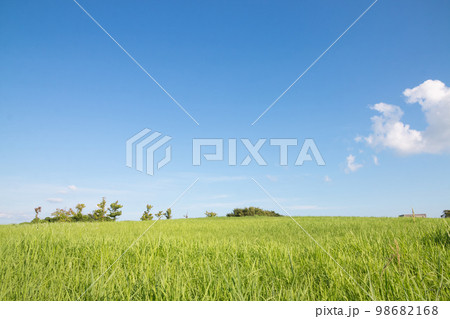 青空と草原 98682168