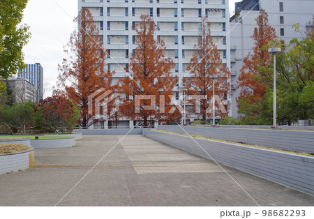 広島県立総合体育館の色づいた樹の景色 98682293