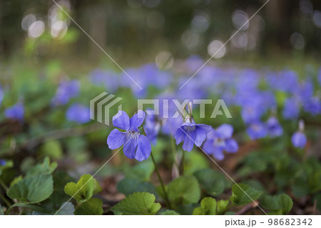 下にスミレをクローズアップ・春の花/スミレ科 下にスミレをクローズアップ・春の花/スミレ科 98682342