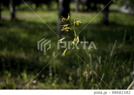 Backgrounds grassy flowers Green grass close-up against the setting sun. Backgrounds grassy flowers Green grass close-up against the setting sun. 98682382