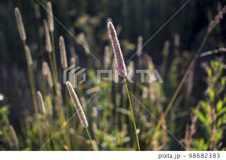Flowers of plantain in early morning sun. Flowers of plantain in early morning sun. 98682383