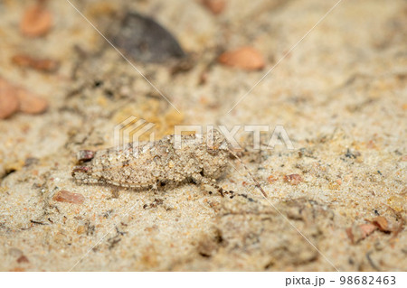 Image of a small brown cricket on the ground. Insect. Animal. 98682463