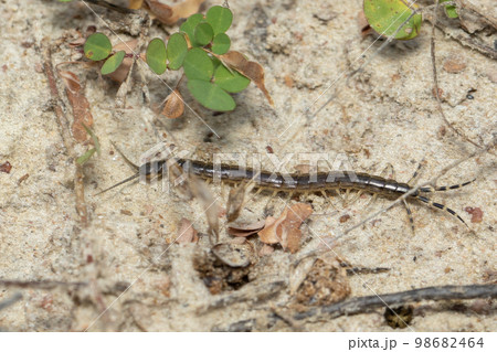 Image of a small centipede on the ground. Insect. Animal. 98682464