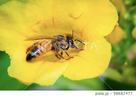 Image of bee or honeybee on yellow flower collects nectar. Golden honeybee on flower pollen. Insect. Animal Image of bee or honeybee on yellow flower collects nectar. Golden honeybee on flower pollen. Insect. Animal 98682477