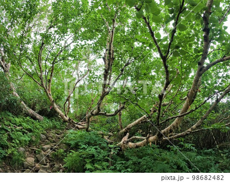 暑寒別岳の樹林帯 98682482