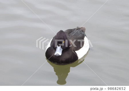 キンクロハジロ キンクロハジロ 98682652