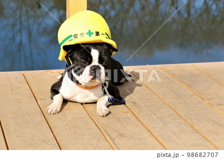 憩いの鶴ヶ島市運動公園太田ヶ谷沼のデッキで見つめる安全第一の帽子を被ったボストンテリアのマイティくん 98682707