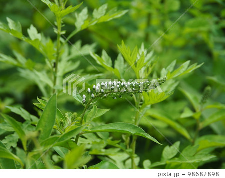 オカトラノオの花 オカトラノオの花 98682898