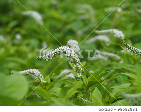 オカトラノオの花 オカトラノオの花 98682931