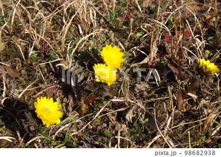 福寿草 福寿草 98682938