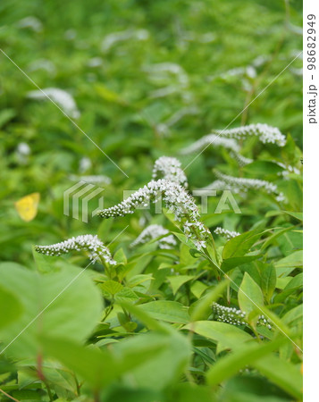 オカトラノオの花 98682949