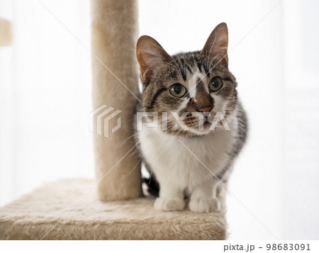 キャットタワーの上の猫 98683091