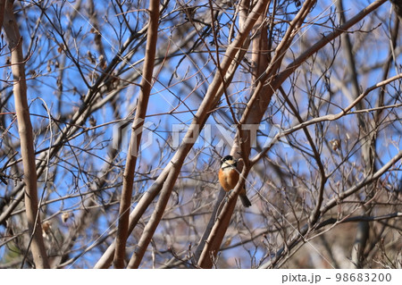 食事中のヤマガラ 98683200