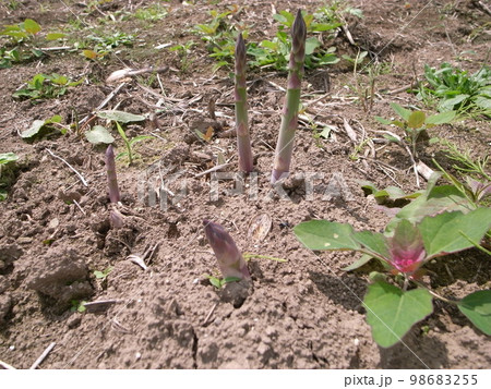 畑で収穫を待つアスパラガス 98683255