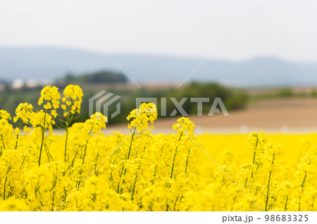 早春の長閑な菜の花畑の風景 98683325