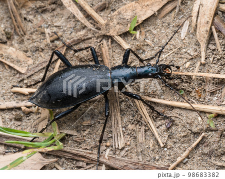 マイマイカブリ 98683382