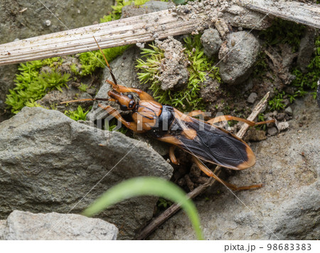 キイロサシガメ 98683383