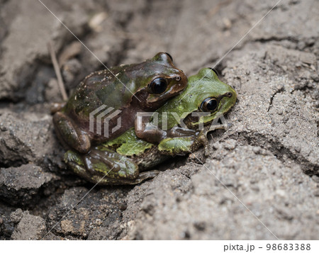 交尾するニホンアマガエル 98683388