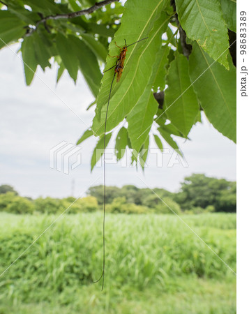 ウマノオバチ 98683389