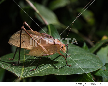 鳴いているクツワムシ 98683402