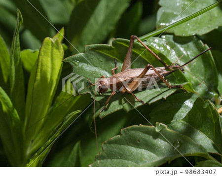 マツムシ（メス） 98683407