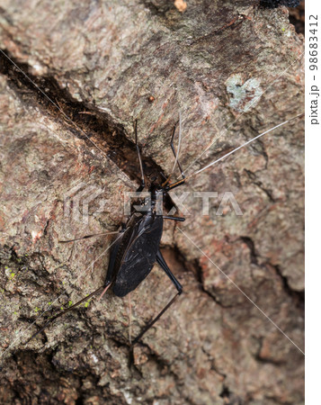 スズムシ(オス) スズムシ(オス) 98683412