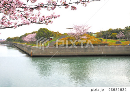 潮風の丘緑地の桜 98683622