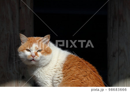 丸顔が愛らしい猫　カメラ目線 98683666