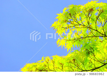 快晴の青空と爽やかな新緑 98683962
