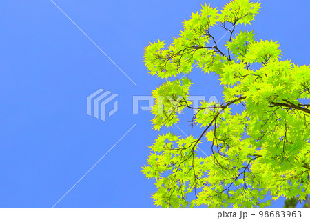 快晴の青空と爽やかな新緑 98683963