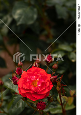 五月のバラ、真っ赤なコンチェルティーノ 98684087
