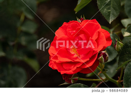 五月のバラ、真っ赤なコンチェルティーノ 98684089