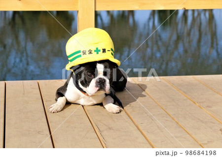憩いの鶴ヶ島市運動公園太田ヶ谷沼のデッキで見つめる安全第一の帽子を被ったボストンテリアのマイティくん 98684198