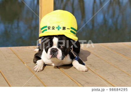 憩いの鶴ヶ島市運動公園太田ヶ谷沼のデッキで見つめる安全第一の帽子を被ったボストンテリアのマイティくん 98684295