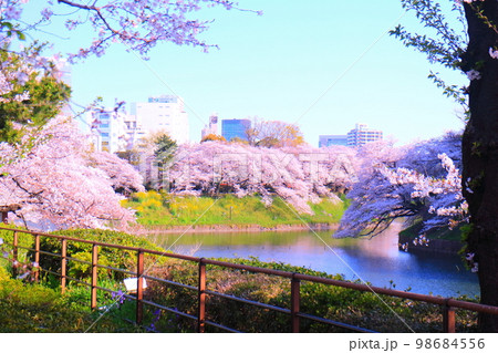 北の丸公園千鳥ヶ淵の桜 98684556