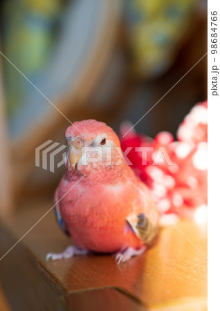 アキクサインコ 98684766