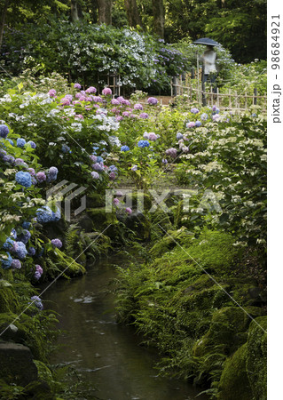 紫陽花咲く初夏風景-98 98684921