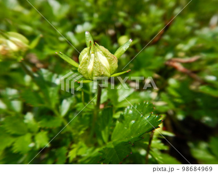 山の初夏 チングルマの蕾 山の初夏 チングルマの蕾 98684969