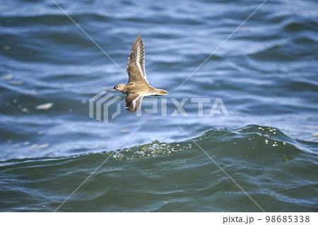 イソシギ 98685338