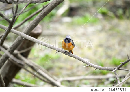 ジョウビタキ ジョウビタキ 98685351