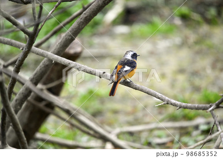 ジョウビタキ ジョウビタキ 98685352