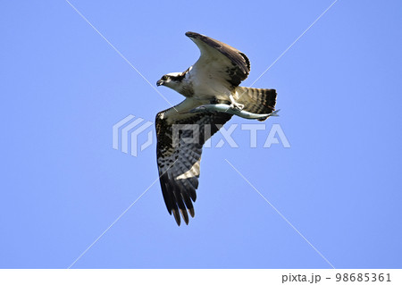 ミサゴ ミサゴ 98685361