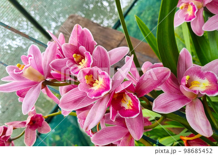 Close-up of flowering orchids in the rainforest. 98685452
