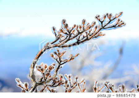 厳冬期の凍てつく冬芽 98685479