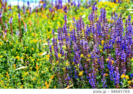 Sunny spring meadow with wonderful fragrant delicate flowers Sunny spring meadow with wonderful fragrant delicate flowers 98685769