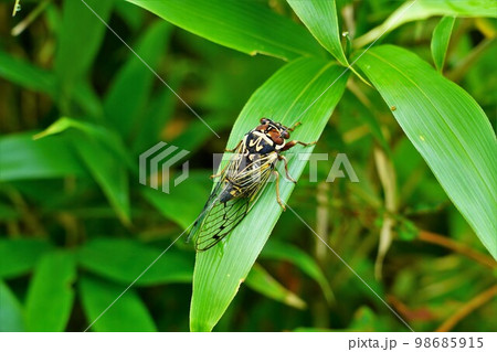 暑寒別岳のエゾゼミ 98685915