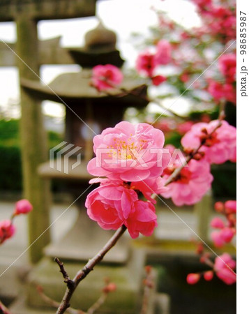 京都 北野天満宮に咲いていた梅の花 京都 北野天満宮に咲いていた梅の花 98685987