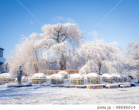 雪化粧した祇園枝垂れ桜 98686014